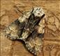 2281 (73.036) Alder Moth